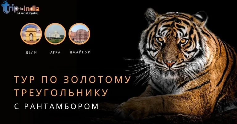 Read more about the article Тур по Золотому треугольнику с Рантамбором: культура, наследие и незабываемые приключения
