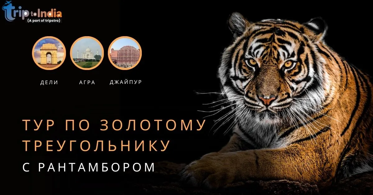 You are currently viewing Тур по Золотому треугольнику с Рантамбором: культура, наследие и незабываемые приключения